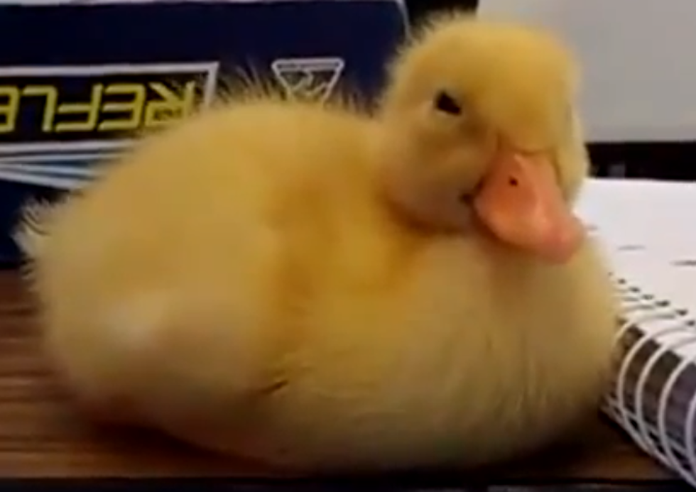 Baby Duck Nodding Off [VIDEO]