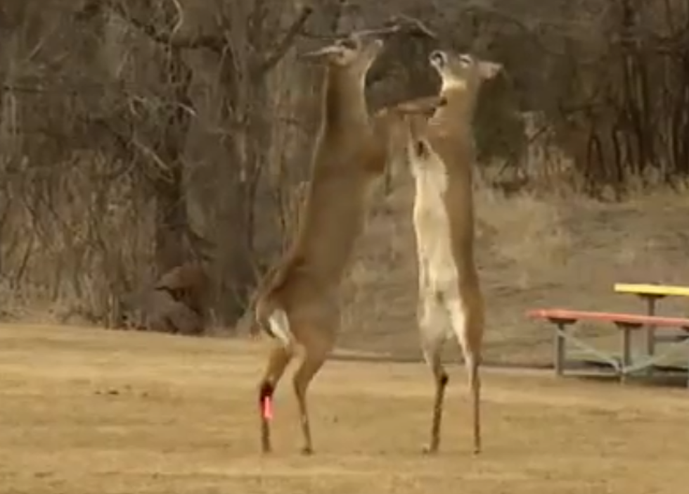 Sioux Falls Deer Fight [VIDEO]
