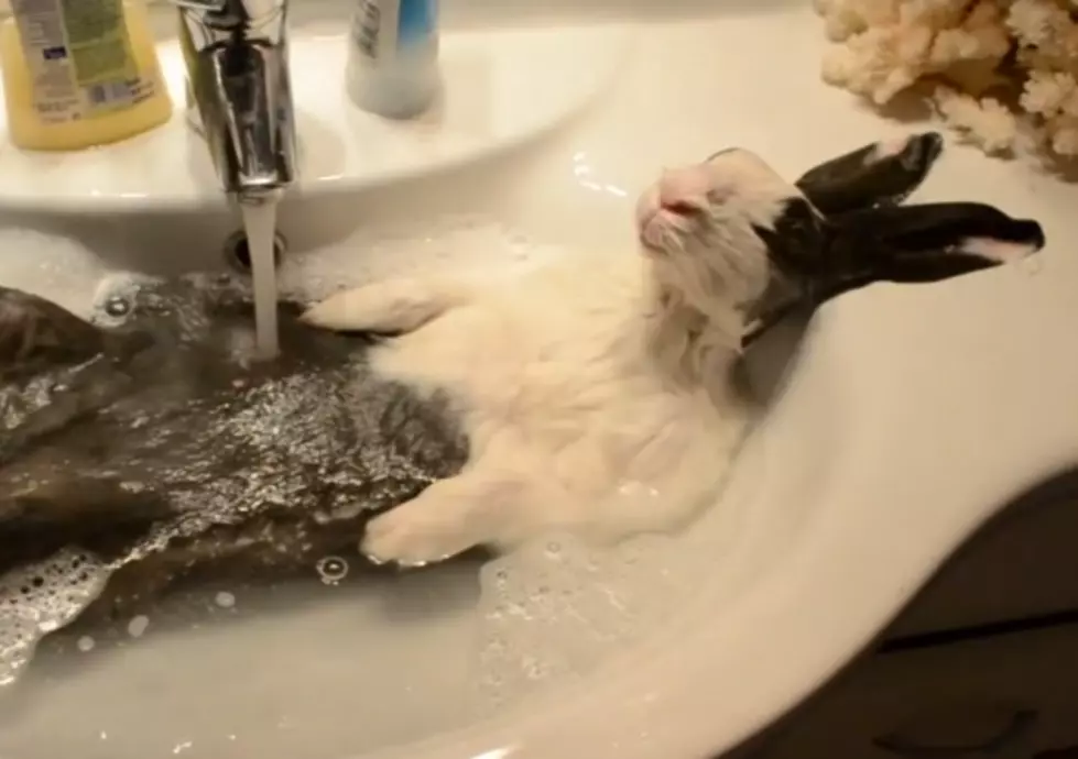 Bunny Gets Bath [VIDEO]