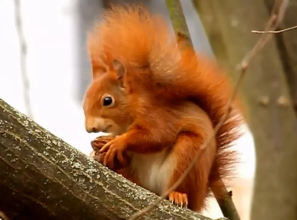 Squirrel Appreciation Day [VIDEO]