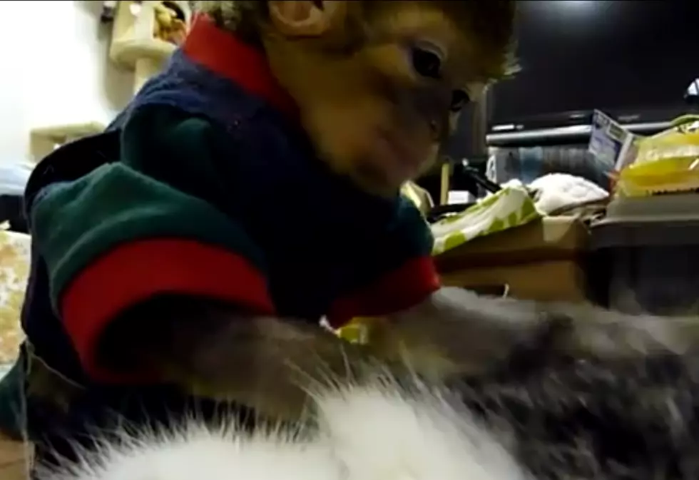 Monkey Grooming Cat [VIDEO]