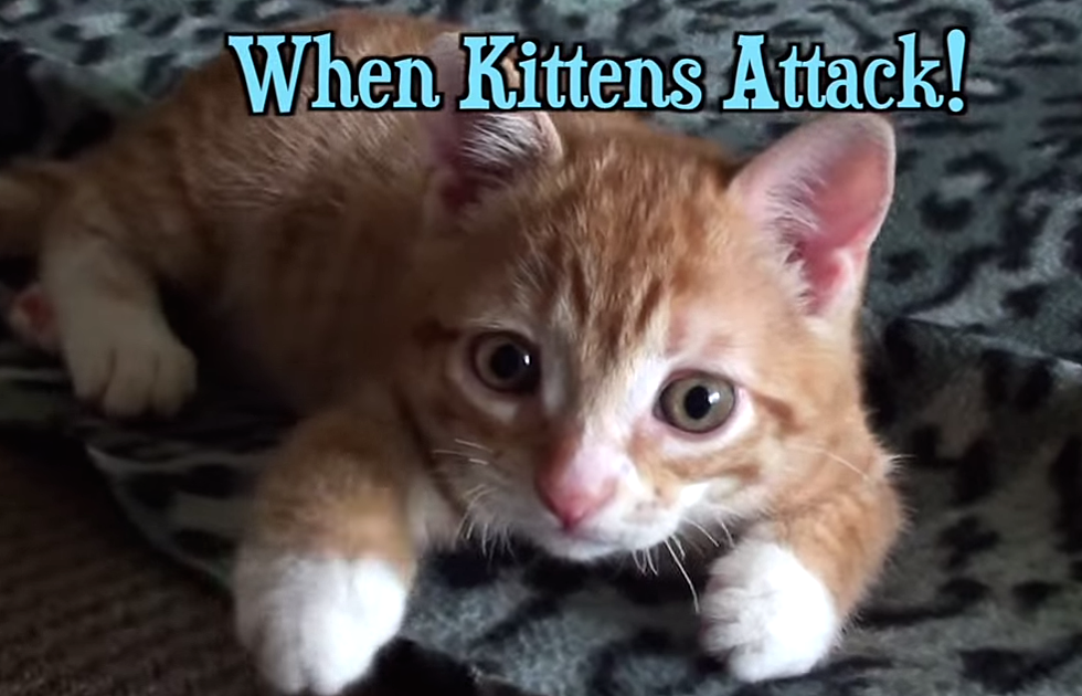 Watch This Kitten Go Ballistic When Introduced To Plastic Cat