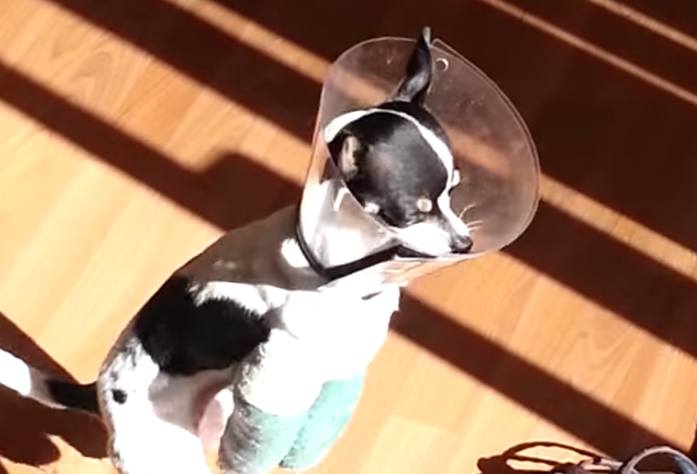 Puppy With Broken Legs Learns To Walk Like A Man
