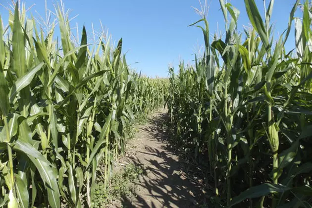 Heartland Country Corn Maze Now Open