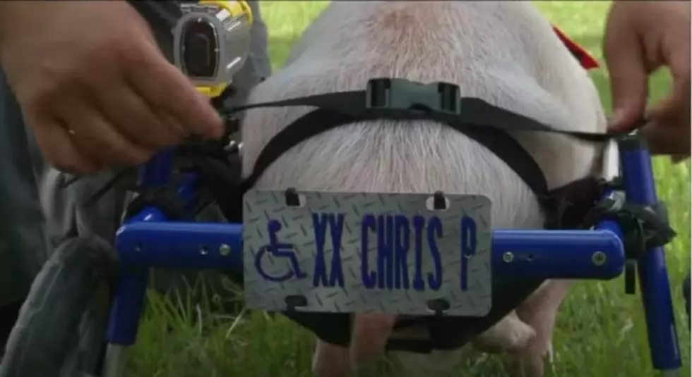 Chris P. Bacon's license plate