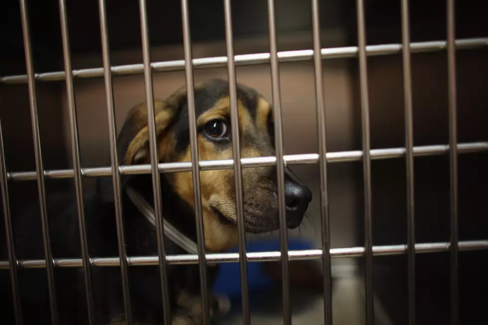 40 Dogs Rescued from Breeding Facility in Iowa