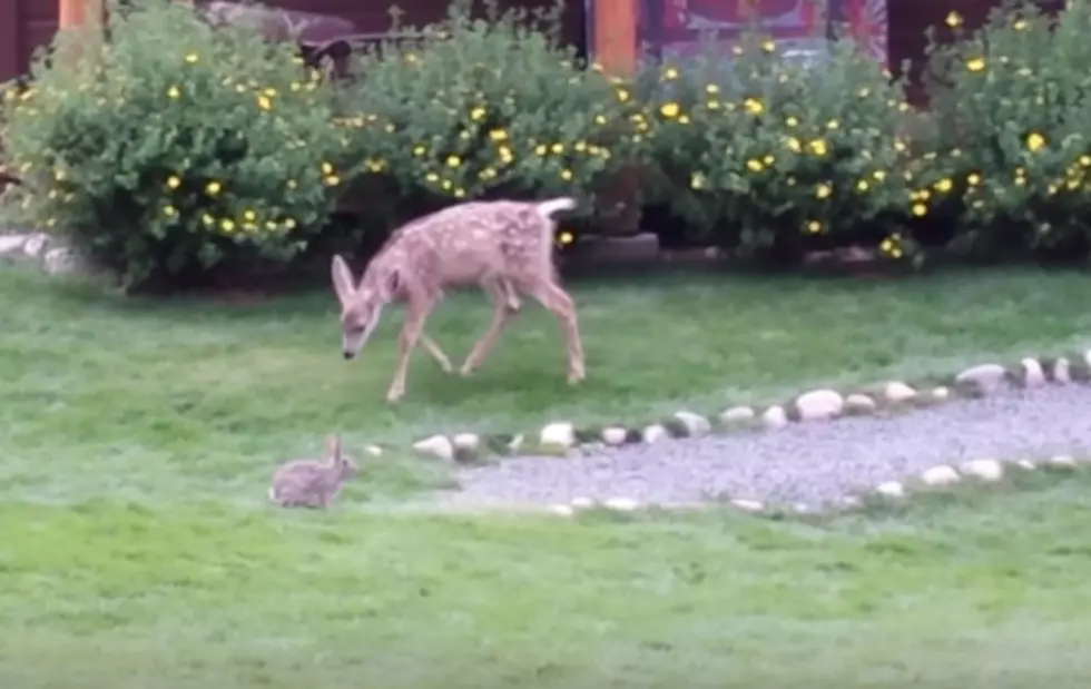 See Real Life &#8216;Bambi&#8217; &#038; &#8216;Thumper&#8217; Play Together