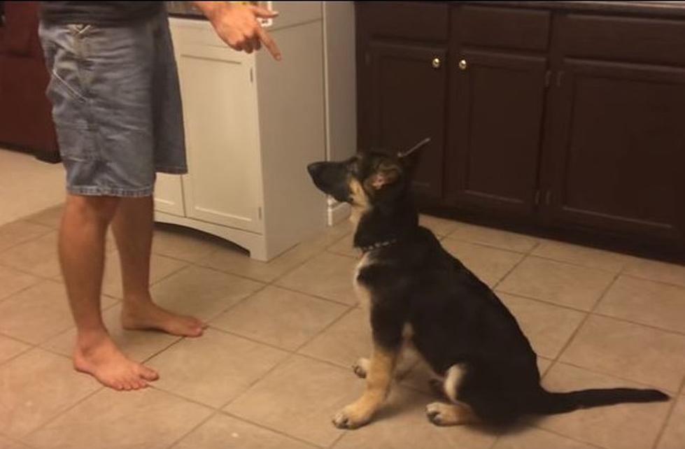Talented Puppy Deserves a ‘Pawscar’ for His Performance