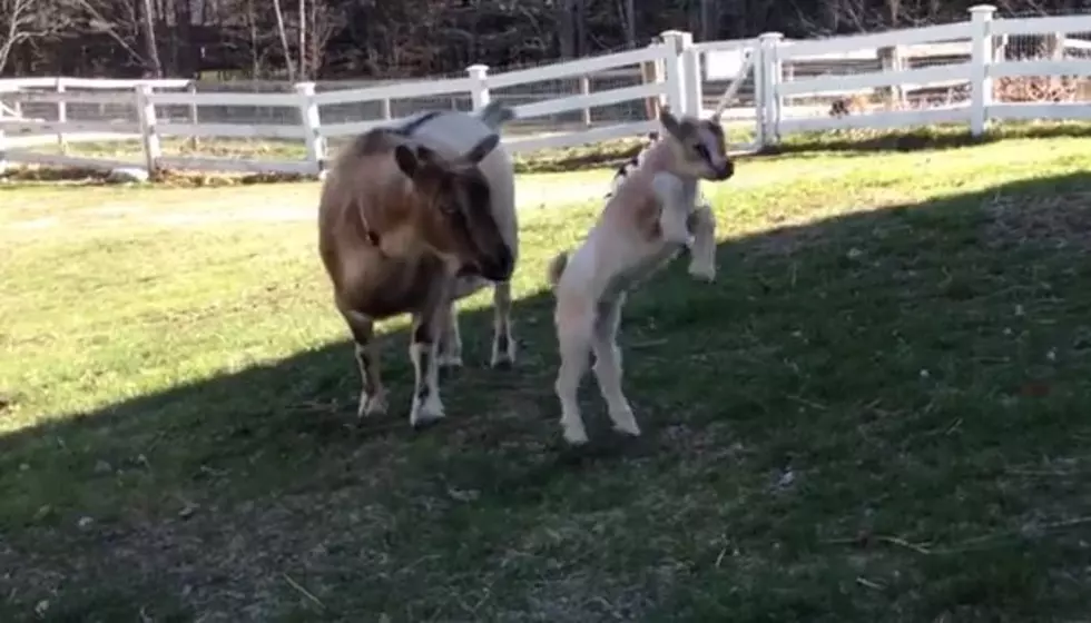 One Very Cute Baby Leaping Into Spring