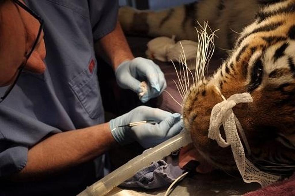 Sioux Falls Dentists Get to the Root of a Tiger’s Problem