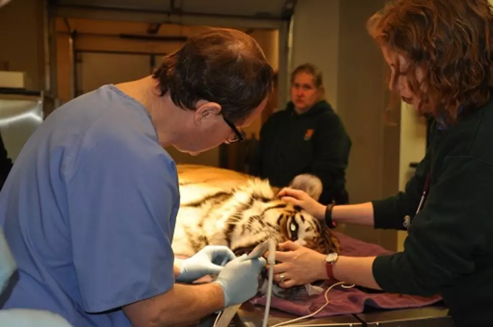 Sioux Falls Dentists Get to the Root of a Tiger&#8217;s Problem