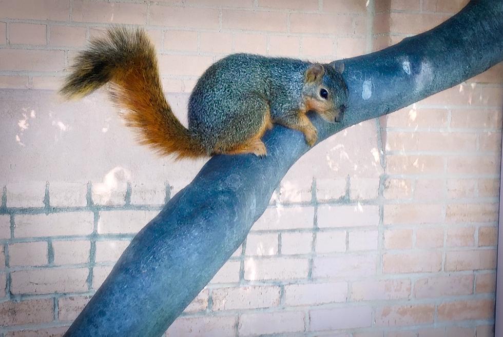 Famous Omaha Police Squirrel Found Dead