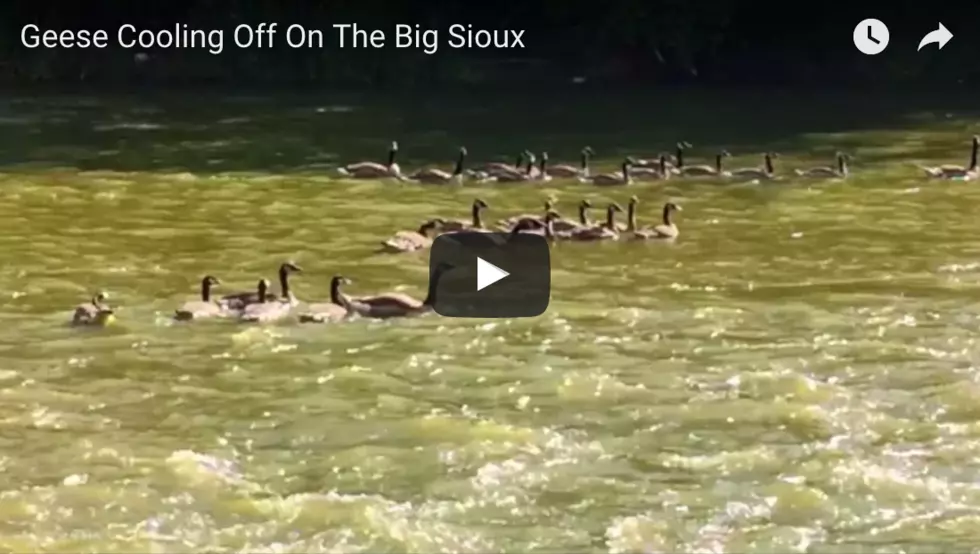Geese Cooling Off On The ‘Big Sioux’
