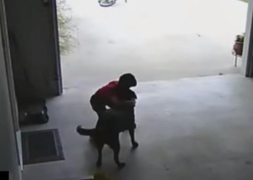Boy Meets Dog, Dog Loves Boy, Dog’s Owner Okay With It