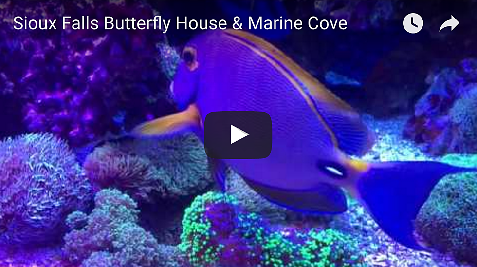 Sioux Falls ‘Butterfly House & Marine Cove’ Amazing Video