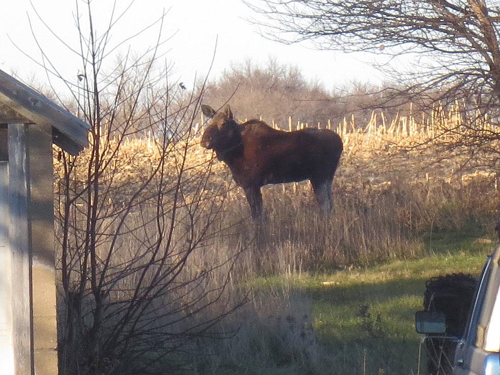 Moose on the Loose in South Dakota