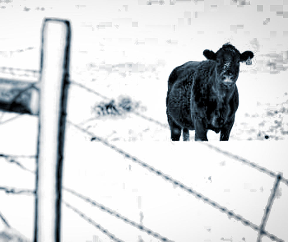 Video of South Dakota Ranchers Digging Cows Out of Snow