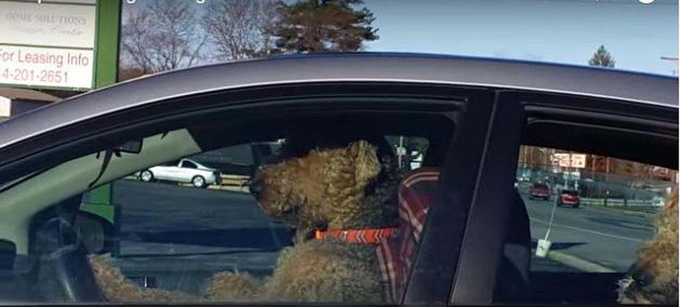 Impatient Dog Hops in Driver’s Seat, Honks Horn to Hurry Up His Owner