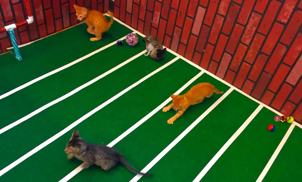 Sioux Falls Humane Society Holds First ‘Kitten Bowl’