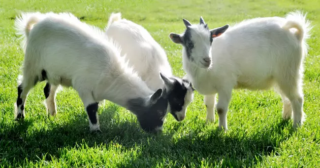 Help Name Three Pygmy Goats at the Great Plains Zoo and Delbridge Museum