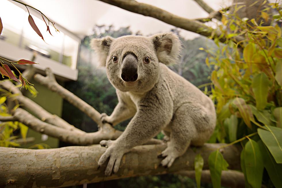 Koala Bears Moki, Burra Extend Their Stay at Great Plains Zoo