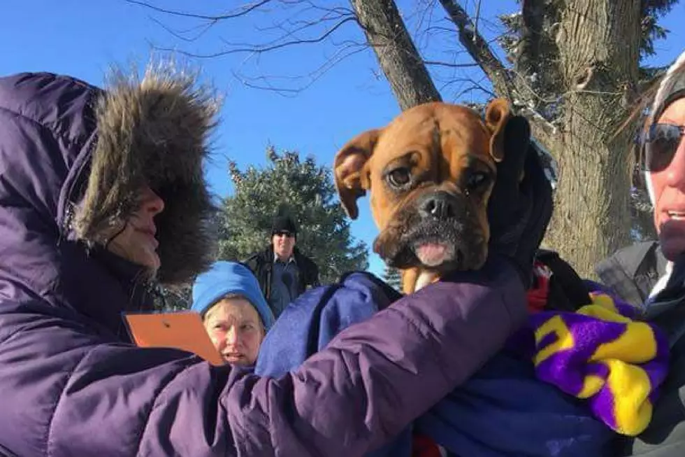 Lola the Lost Boxer Dog Has Been Found
