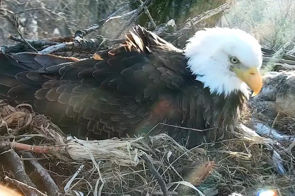 Decorah Eagles First Eaglet of 2018 has Hatched