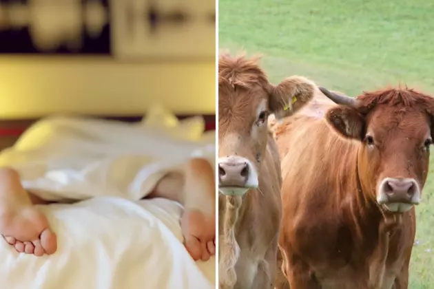 Sleep Coaching and Cow Cuddling. Do We Really Need This Stuff?