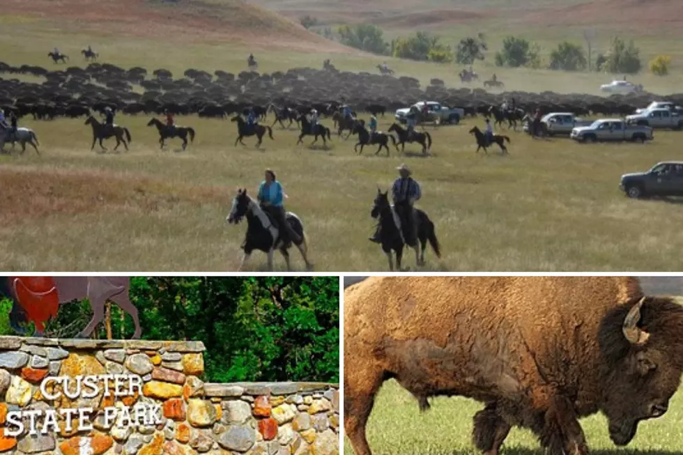 First Bison Calves of 2020 Born at Custer State Park