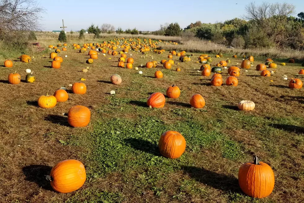 Start a New Family Tradition at Riverview Christmas Tree Farm’s Pumpkin Festival