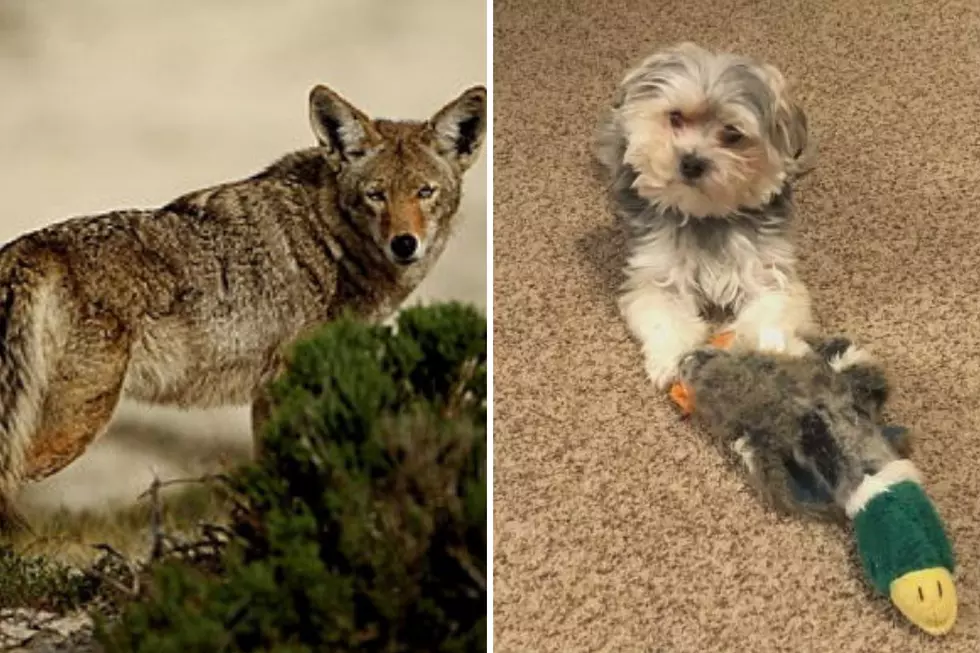 Sioux Falls Couple Has Dog Taken from Yard by Coyote