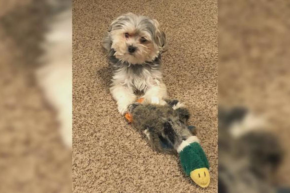 Sioux Falls Couple Has Dog Taken from Yard by Coyote