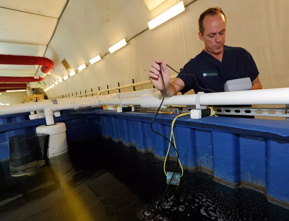 Shrimp Farm to Break Ground In Luverne