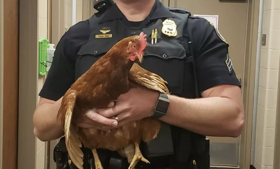Sioux Falls Policeman Pursues and Captures Chicken