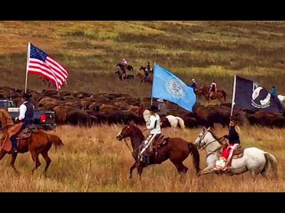My Video: 54th Annual Custer State Park Buffalo Roundup