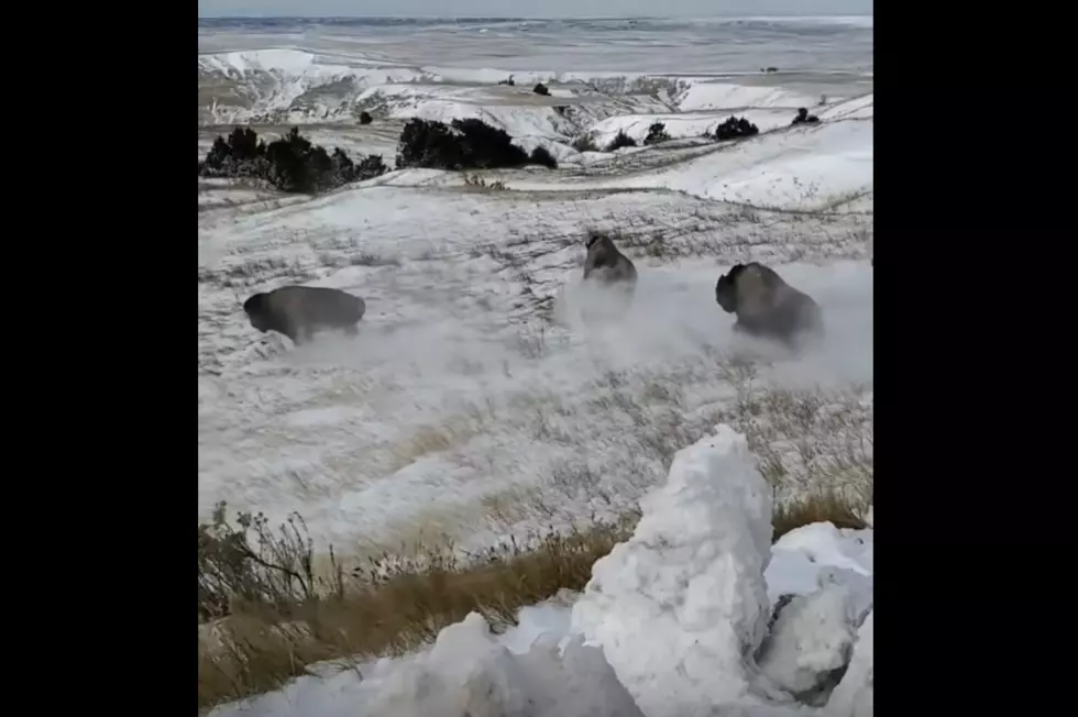 Video of Bison Being Released in South Dakota Badlands