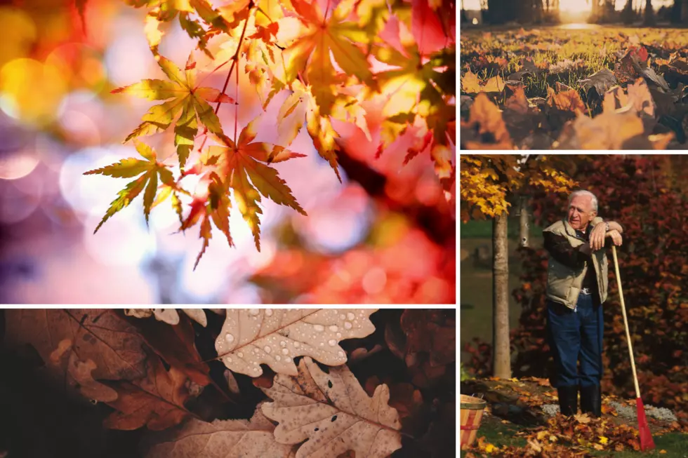 It’s Fall in South Dakota, Is Raking Leaves a Good Idea?