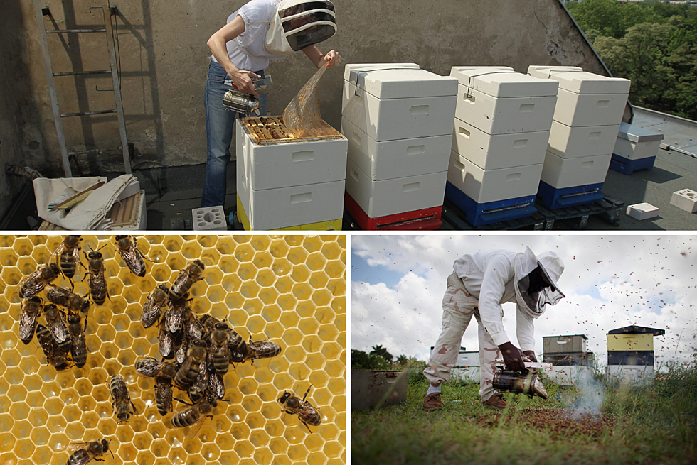 Sioux Falls, You Can Now Keep Bees In Your Backyard