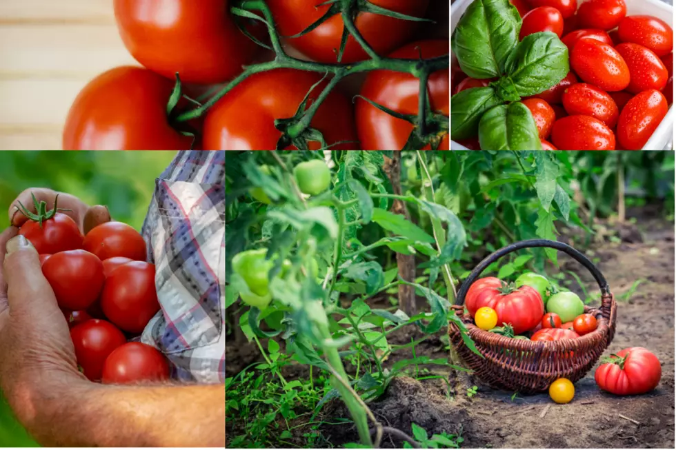 Best Tip for Growing Tomatoes in Your Victory Garden