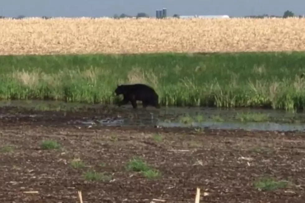 Bear Caught on Video near Aberdeen