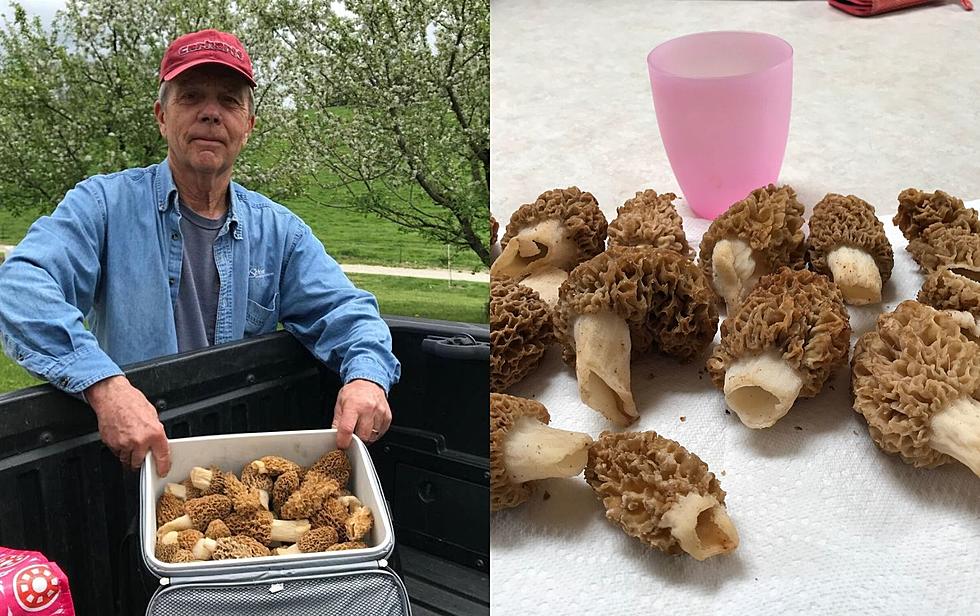 South Dakota Mushroom Hunting Season Is About Over