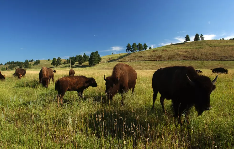 Friendly Reminder: Stay Away From The South Dakota Bison 