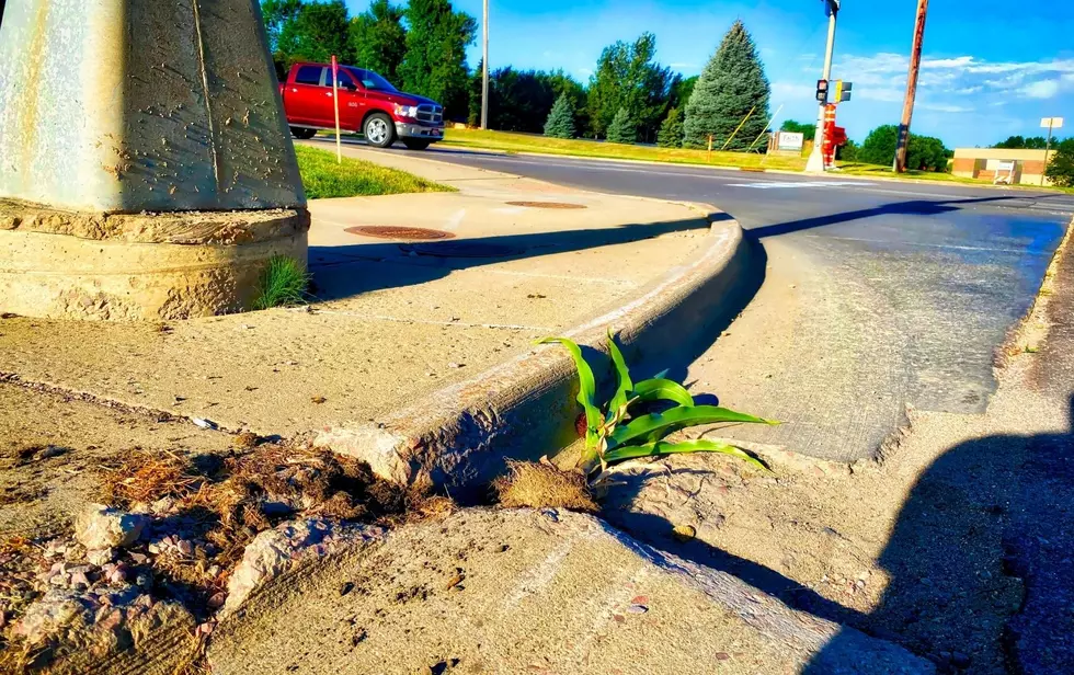 Sioux Falls Curb Corn Is Down. Sad Day.