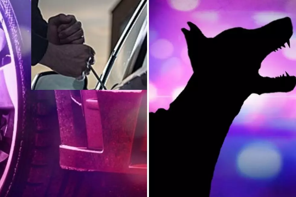 Minnesota Dog Turns Crime Fighter to Help Police Catch Thief
