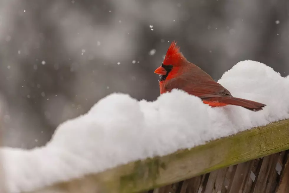 How to Prepare for Seasonal Birds This Winter