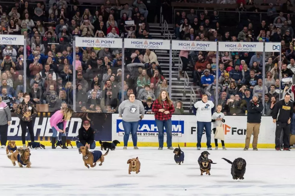 Hot Dog: Wiener Dog Races This Weekend in Sioux Falls