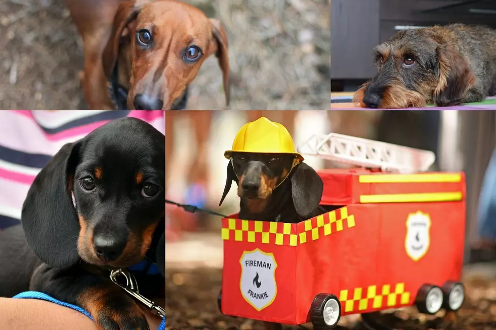 Hot Dog! The Stampede Wiener Races Are On!