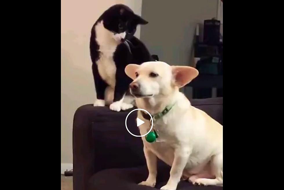 Do You Think This Dog Knew He Was Going To Get Smacked By Cat?