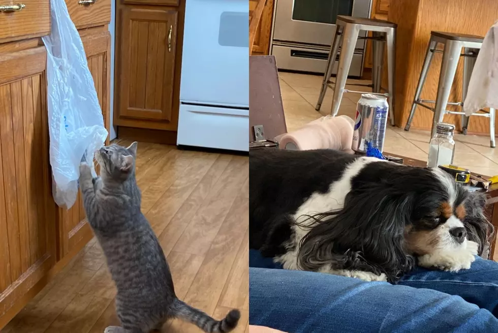 Has Your Pet Relationship Changed During The Pandemic?