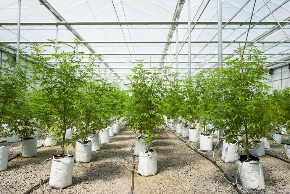 Legalized Medical Marijuana Back On Track For South Dakota